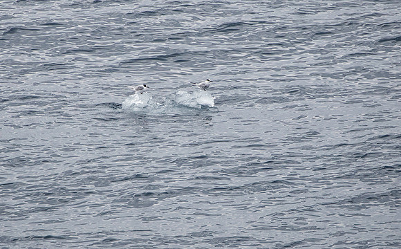Antarctic Tern