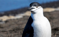 Chinstrap Penguin