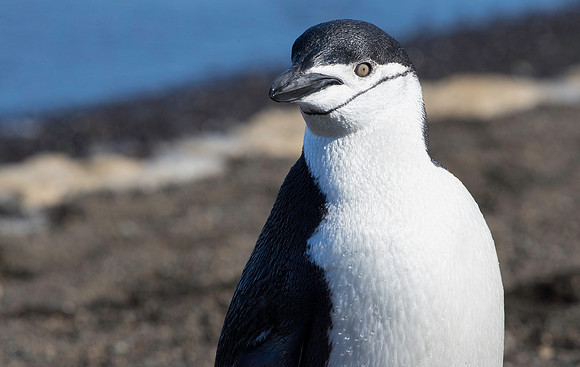 Chinstrap Penguin
