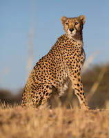 Cheetah Conservation Fund 2016