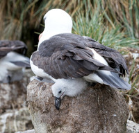 Black-browed Albatross with chick
