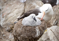 Black-browed Albatross