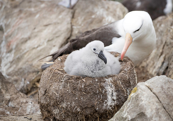 Black-browed Albatross