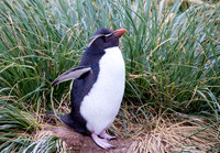 Rockhopper Penguin