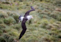 Black-browed Albatross