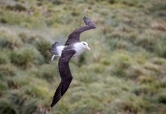 Black-browed Albatross