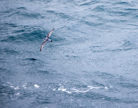 Antarctic Prion