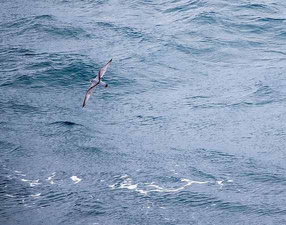 Antarctic Prion