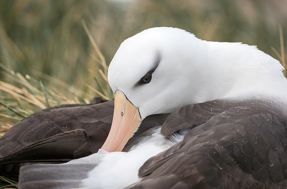 Black-browed Albatross