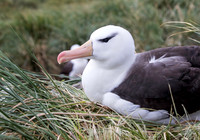Black-browed Albatross