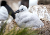 Black-browed Albatross chick