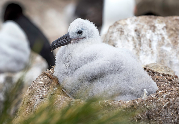 Black-browed Albatross chick