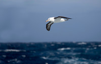 Black-browed Albatross