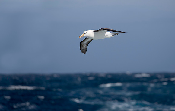 Black-browed Albatross