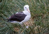 Black-browed Albatross