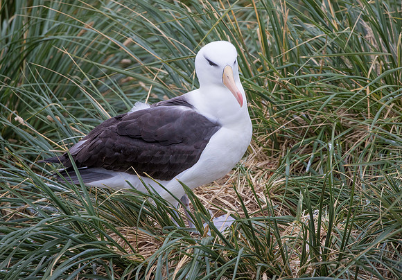 Black-browed Albatross