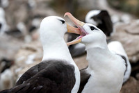 Black-browed Albatross