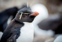 Rockhopper Penguin