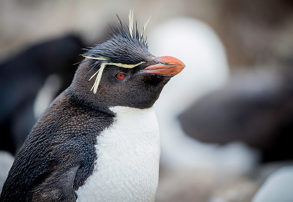 Rockhopper Penguin