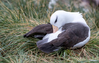 Black-browed Albatross