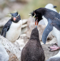 Rockhopper Penguin feeding chick