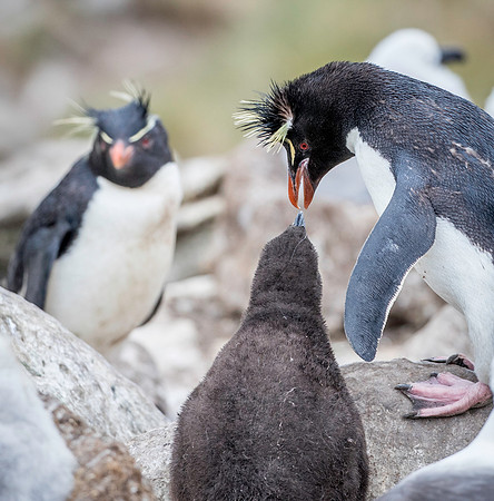 Rockhopper Penguin feeding chick