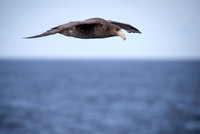 Giant Petrel