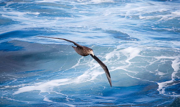 Giant Petrel