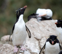 Rockhopper Penguin