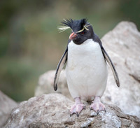 Rockhopper Penguin