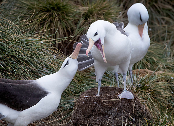 Black-browed Albatross