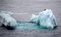 Chinstrap Penguins