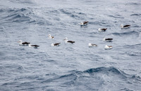 Black-browed Albatross