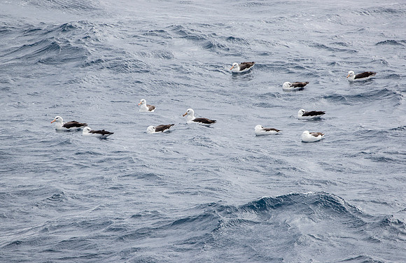 Black-browed Albatross