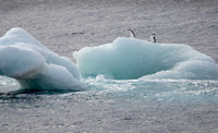 Chinstrap Penguins