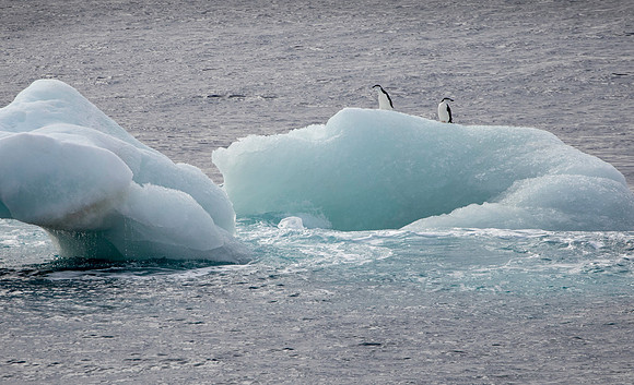 Chinstrap Penguins
