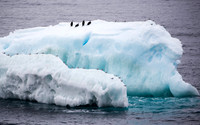 Chinstrap Penguins