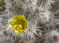 Cholla