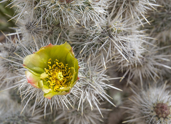 Cholla