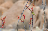 Orange-crowned Warbler