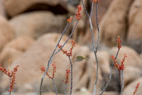Orange-crowned Warbler