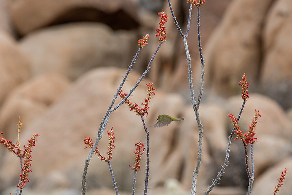 Orange-crowned Warbler