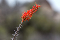 Ocotillo