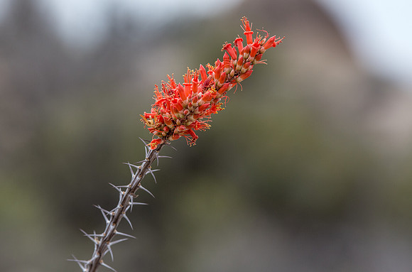 Ocotillo