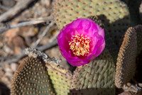Beavertail Cactus