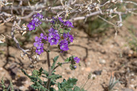 Notch-leaf Scorpion Weed