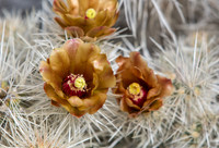 Cholla