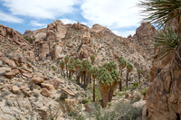 Lost Palms Oasis