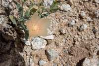 Sand Blazingstar