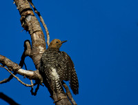 Lewis's Woodpecker